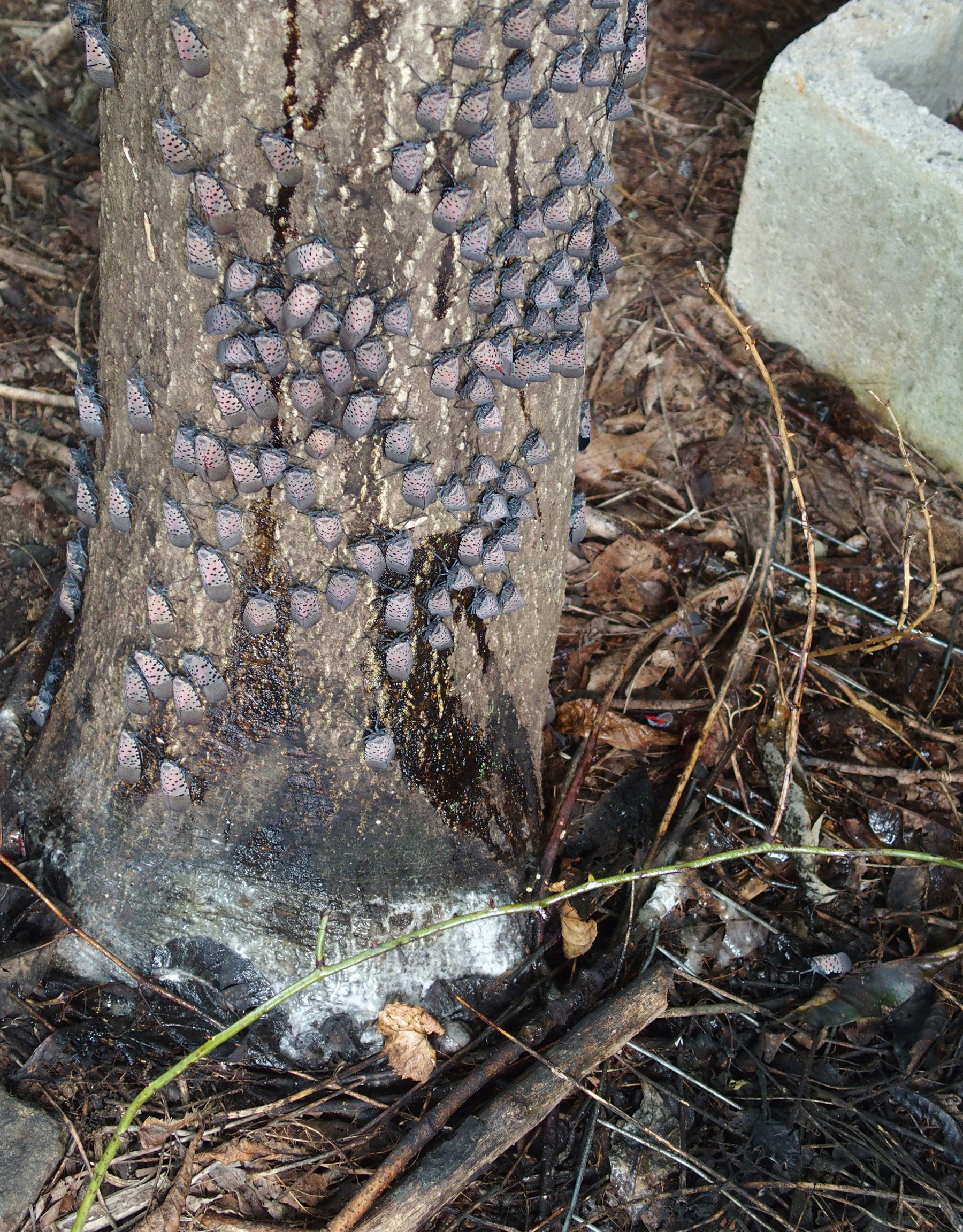 Emelie Swackhamer, Penn State University, Bugwood.org - A cluster of spotted lanternflies on a tree trunk