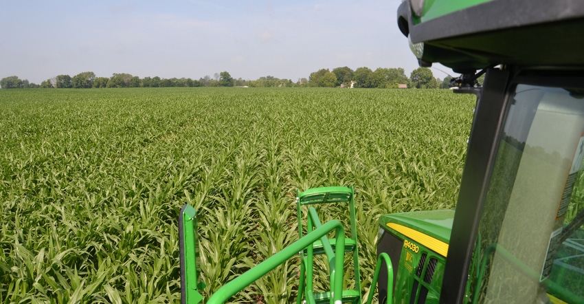 view of cornfield from tractor cab