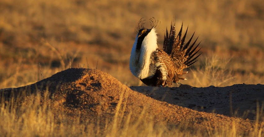 Greater Sage Grouse on prairie
