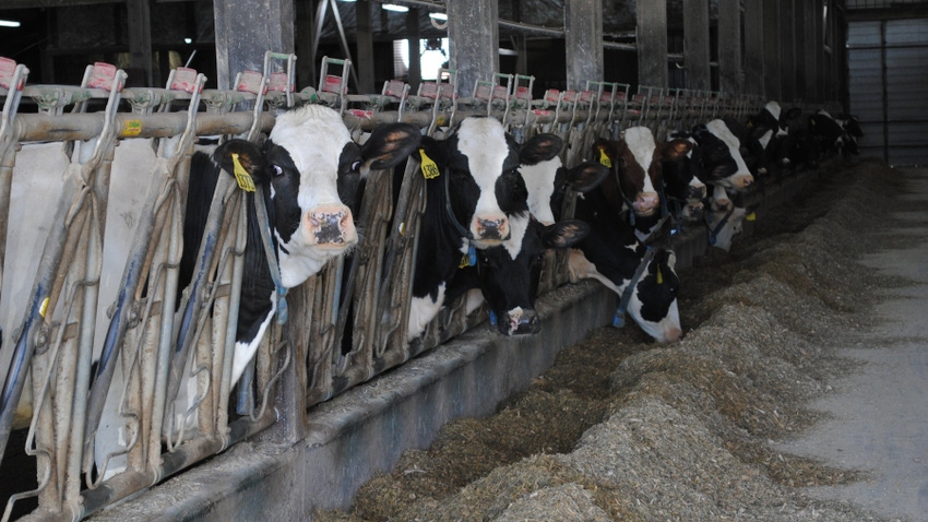 Holstein dairy cows at feed bunk