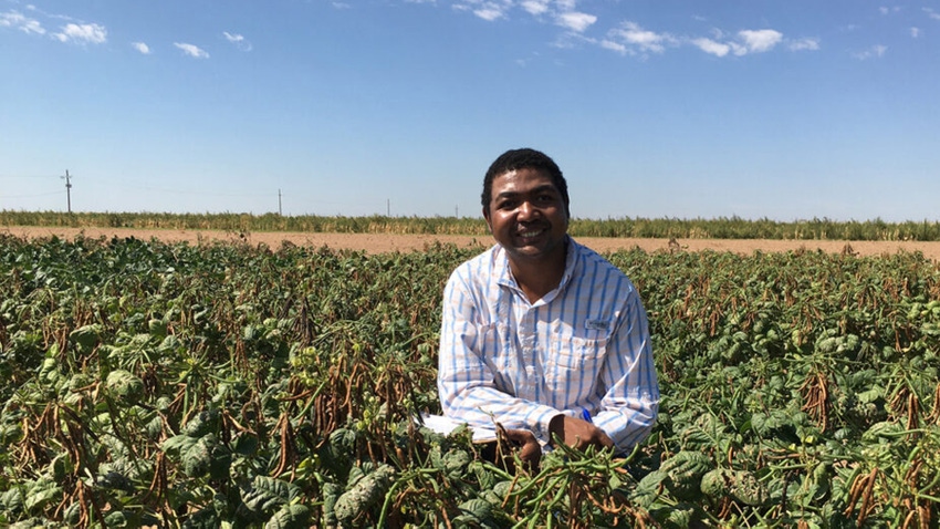 Waltram Ravelombola in a mung bean field trial