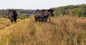 Cattle grazing in a field