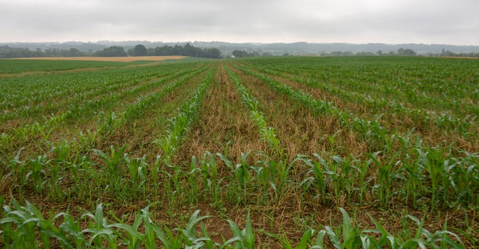 Corn is nearly knee high roughly a month after planting