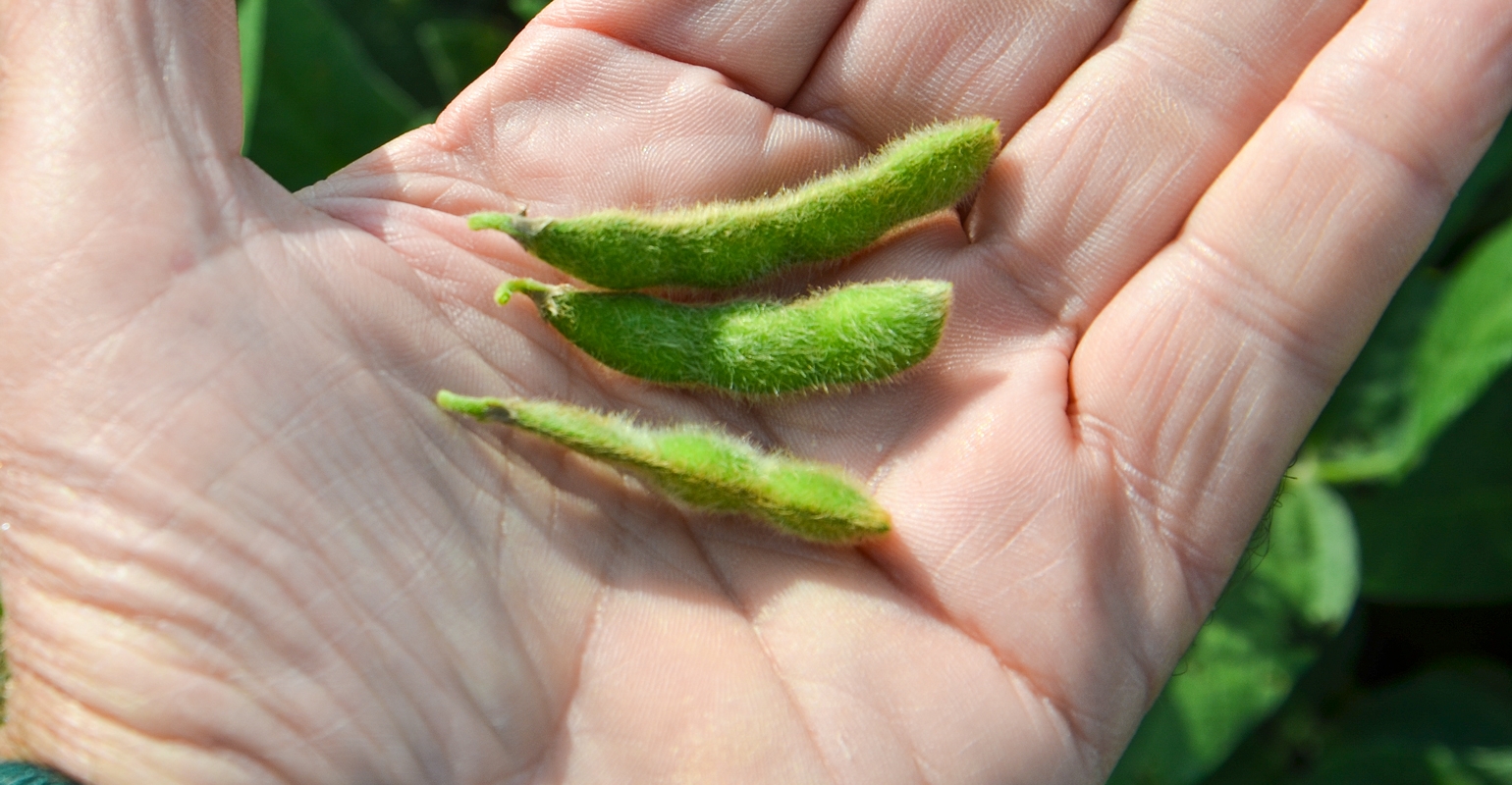 Link 20  20soybeans Pods Bechman0924F1 3451 0 