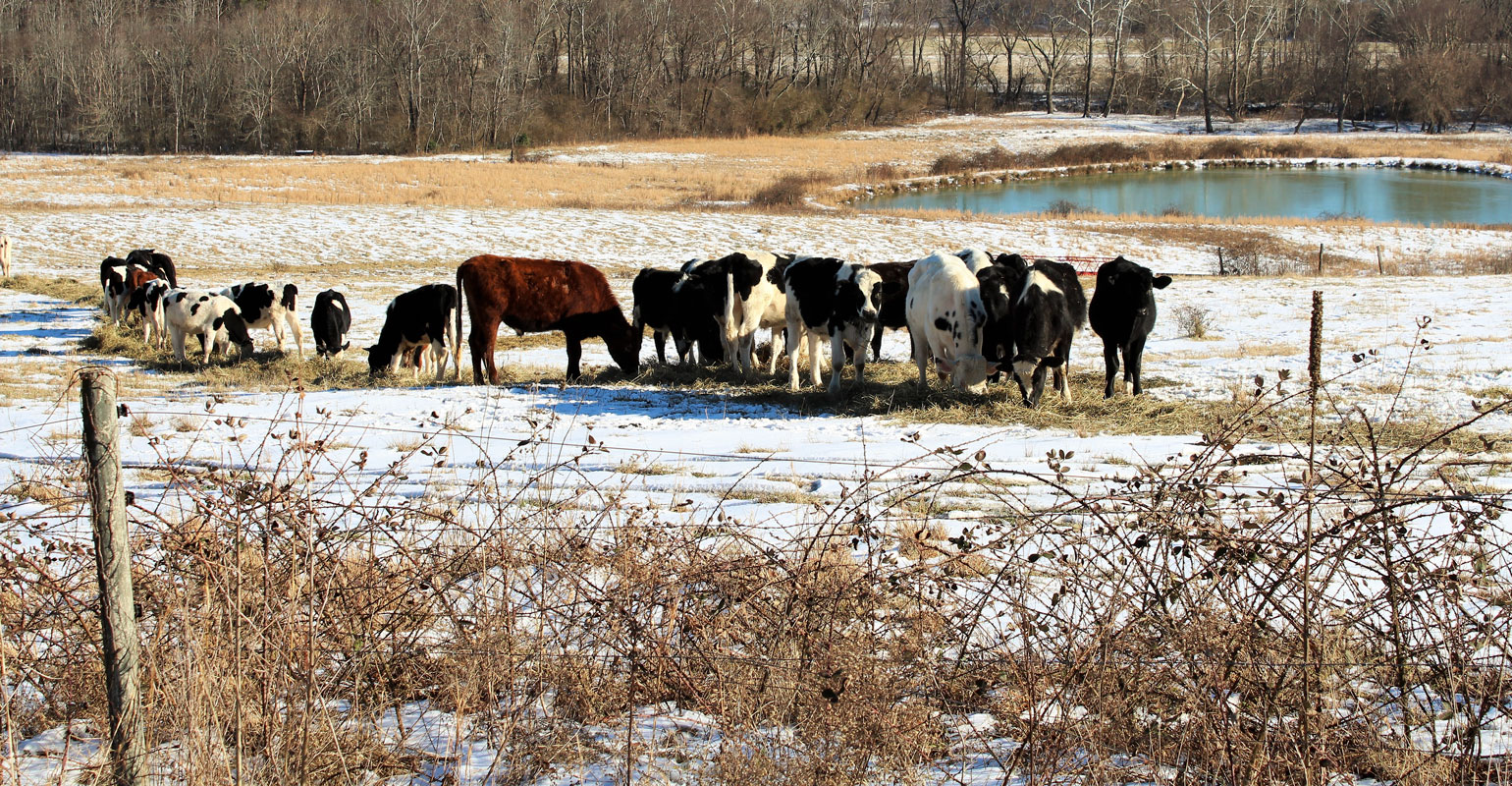 Buy Desert Winter Pasture