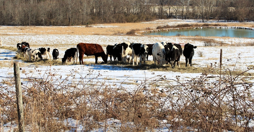 Cows graze in a winter pasture