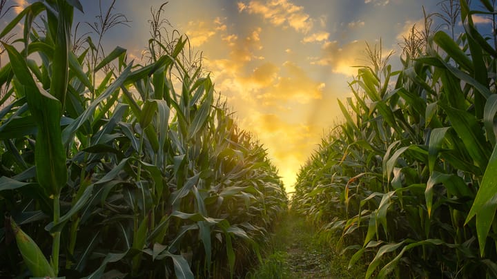 Still to be told: the rest of the 2026 grain acreage story