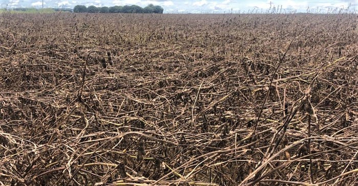 storm damaged soybean  field