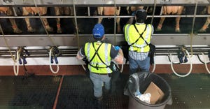 laborers working in dairy barn