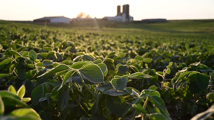 What happens without glyphosate for weed control?