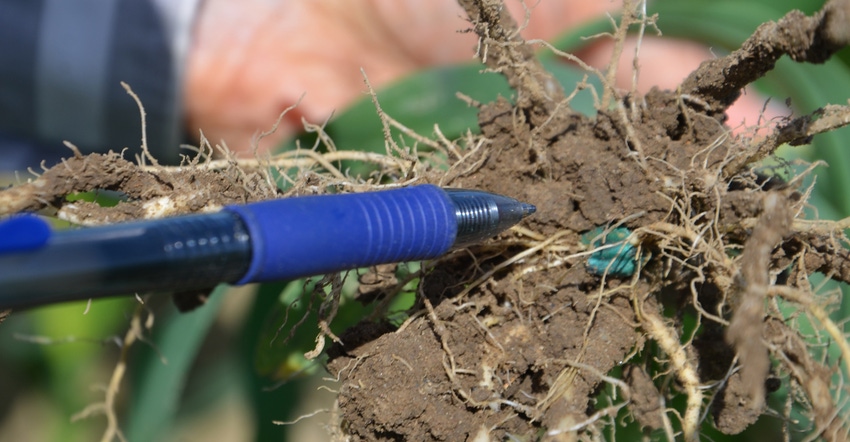 pen pointing to roots of a corn plant