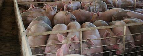 pork_producers_expected_market_record_number_hogs_year_1_636154439629957226.jpg