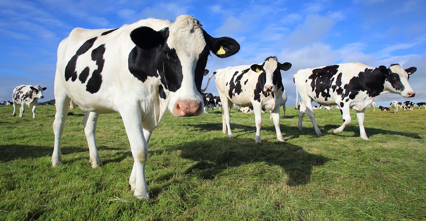 dairy cows grazing on pasture