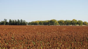 sorghum field