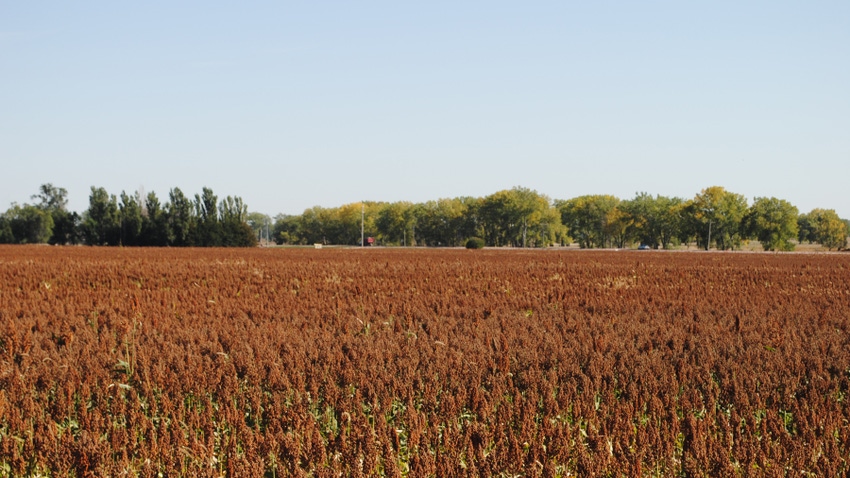 sorghum field sorghum field
