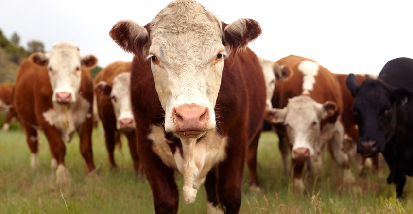 Hereford cattle