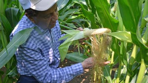 Dave Nanda holding ear of corn with long silks hanging down
