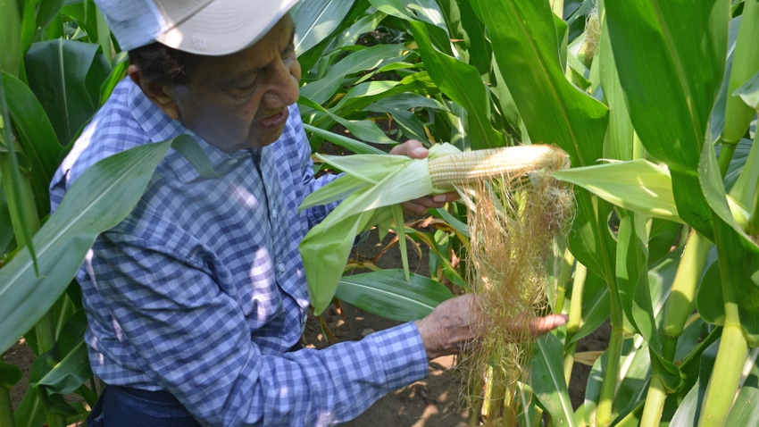 Dave Nanda holding ear of corn with long silks hanging down Dave Nanda holding ear of corn with long silks hanging down