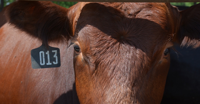 Beef cattle with ear tag