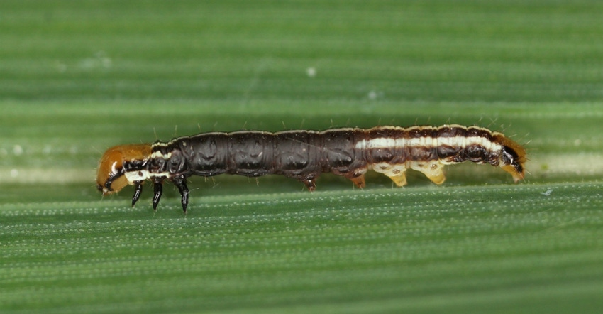 corn rootworm corn rootworm