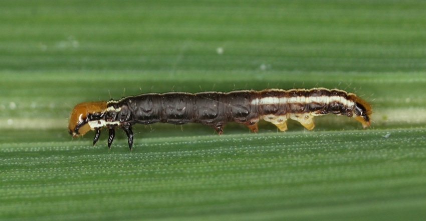 corn rootworm