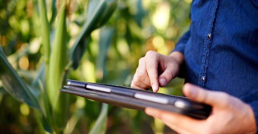 Person on tablet in a cornfield. Person on tablet in a cornfield.