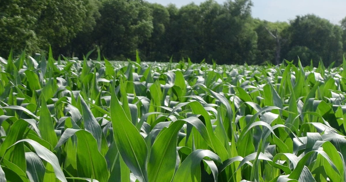 Nebraska farmland values decline for third year in a row