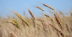 wheat-1500.jpg