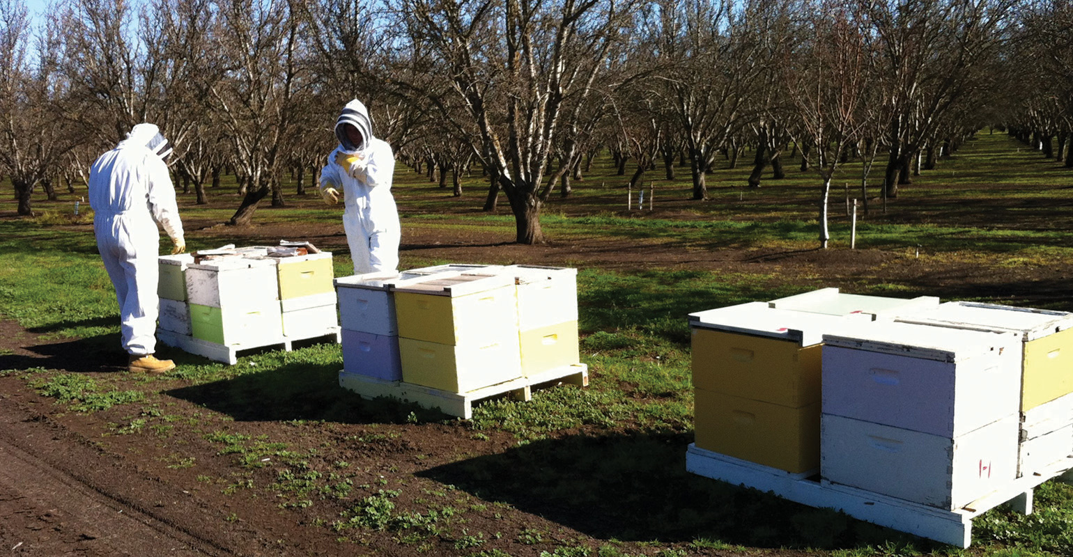 Beekeepers are struggling to keep up with farms' pollination needs