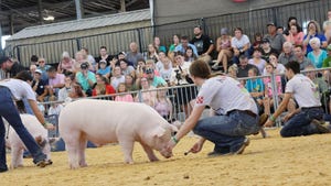 Swine exhibitors in a show ring as an audience watches intently
