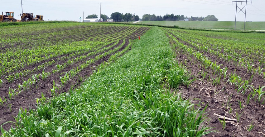 young corn plants in field