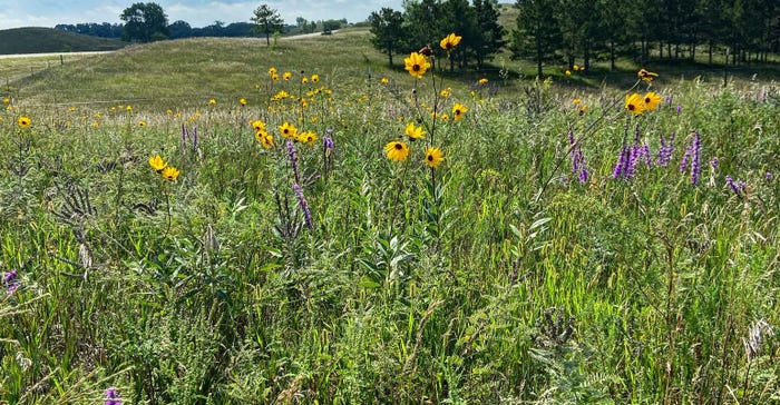 native flowers growing in pasture on a sunny day