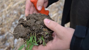 A close up of someone holding a clump of soil with crop roots