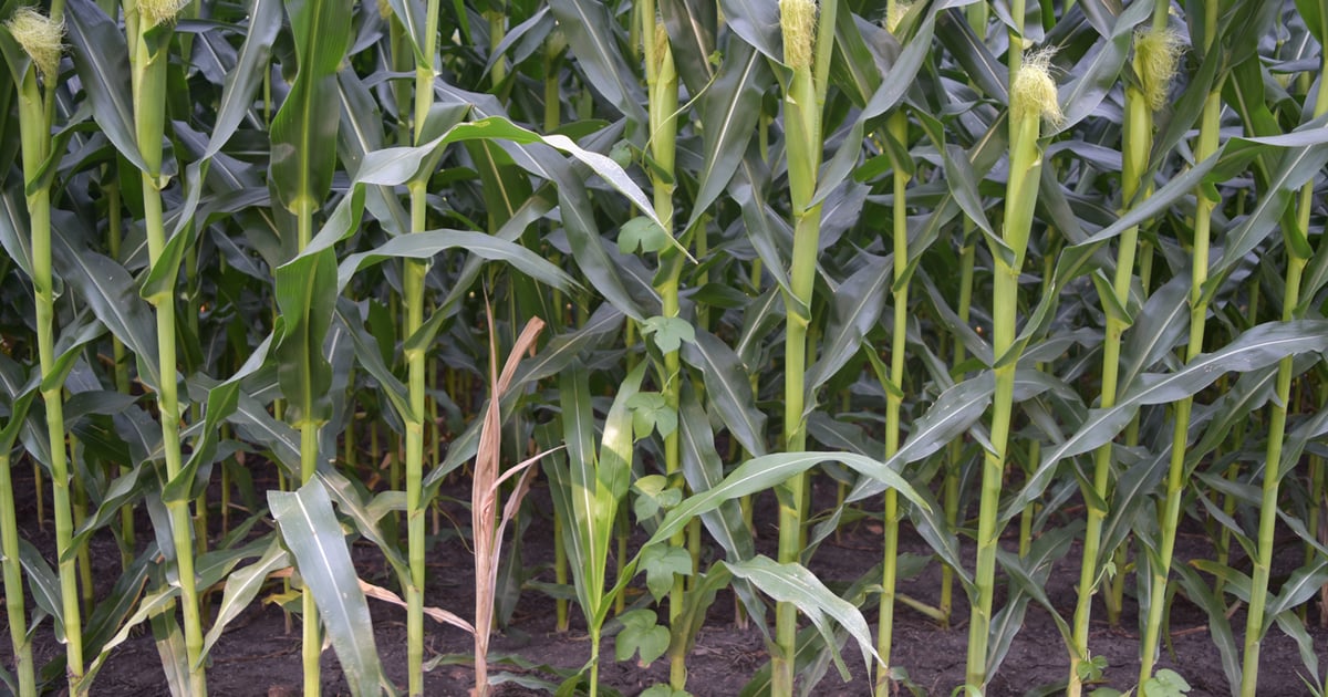 Effective options for morningglory control