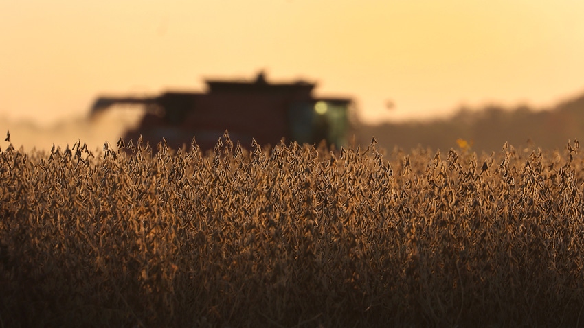 Green combine harvesting soybean field at dusk