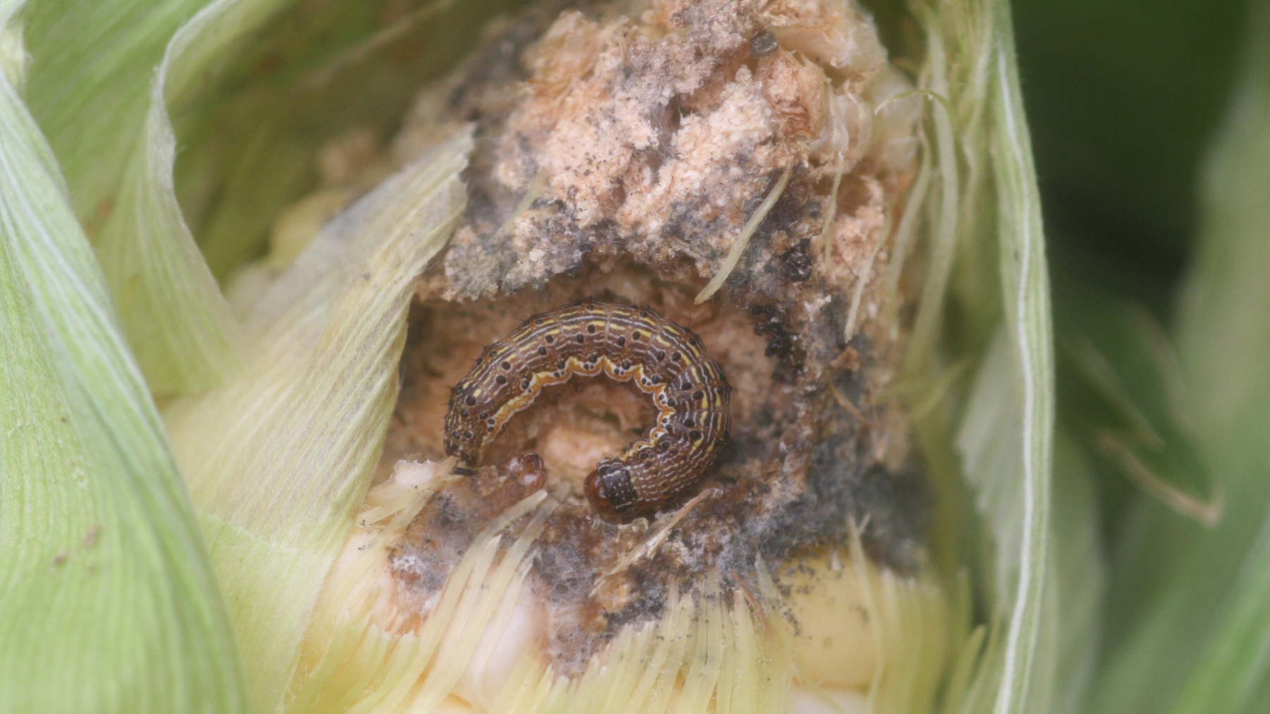 These 2 emerging pest threats have farmers on high alert
