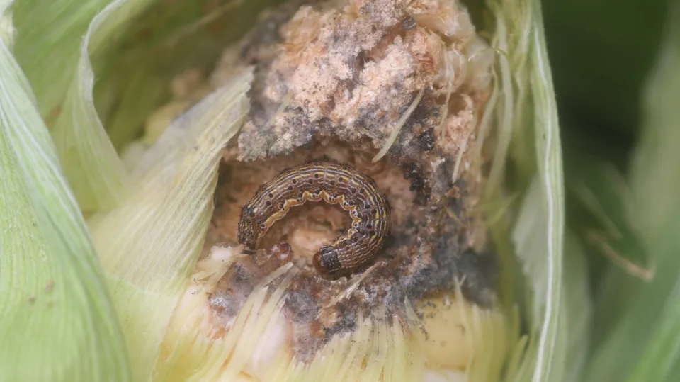 These 2 emerging pest threats have farmers on high alert