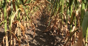 Cornstalks damaged by heat and dry conditions
