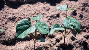 Cotton seedlings in commercial field.