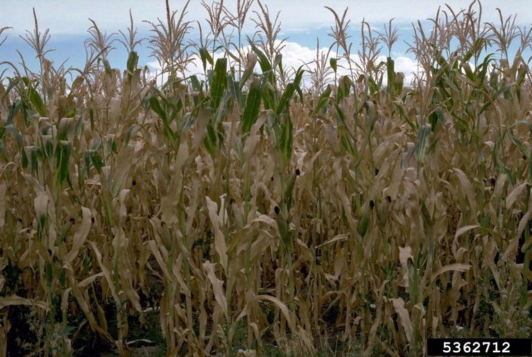 Top 5 Ag Stories: Spider mites in corn; pollinators vs. insecticide ...