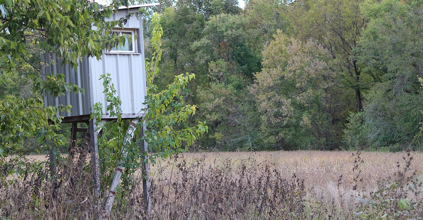 Deer stand in the trees