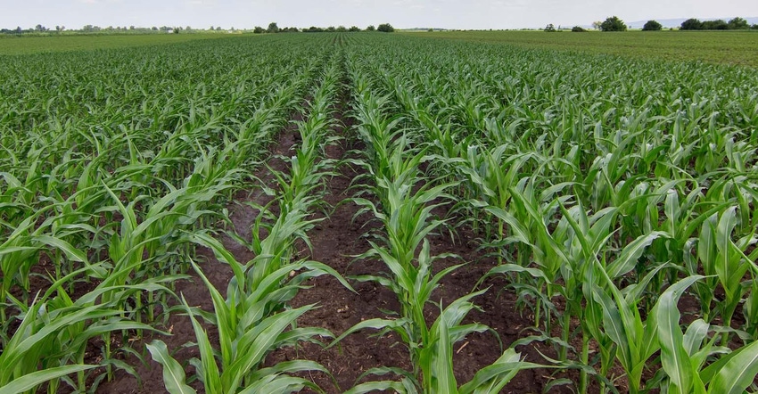7.23 ers corn report YoungGreenCornField--1540x800_1.jpg 7.23 ers corn report YoungGreenCornField--1540x800_1.jpg