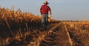 farmer walking in cornfield