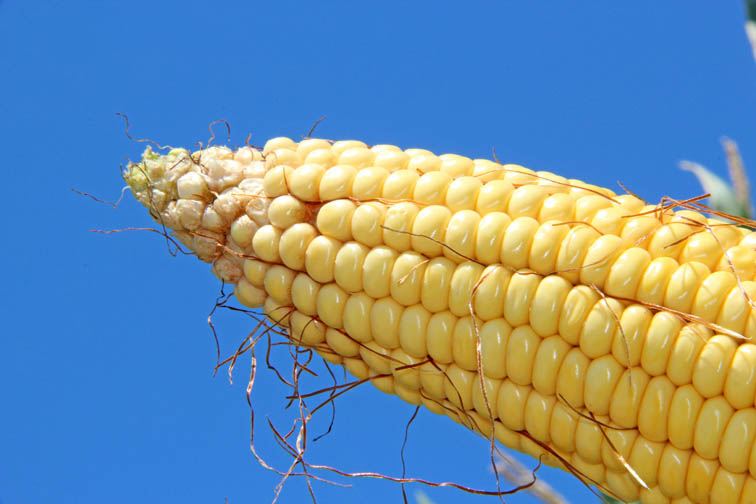 It May Not Smell Great, but Dust From Dairy Farms Could Have