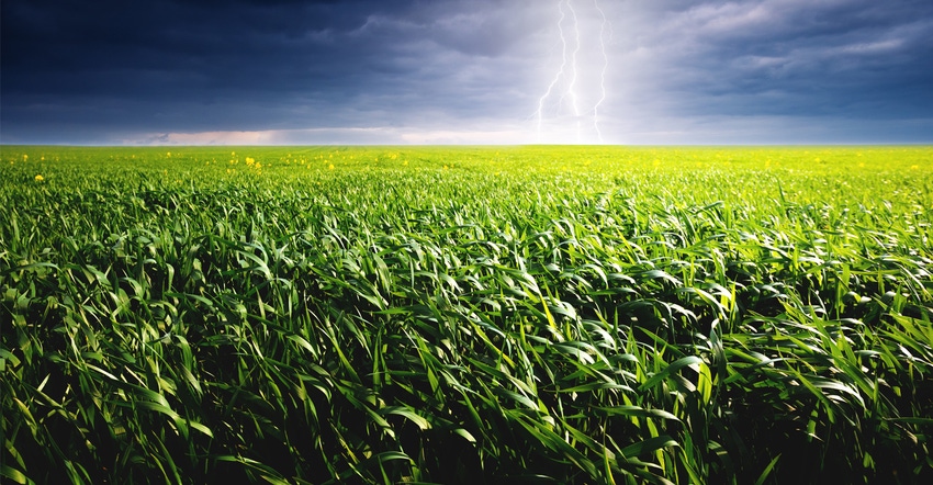 storm clouds with cornfield in foreground