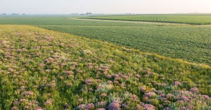 Prairie strips of native vegetation in or on the edge of a corn or soybean field help keep water and soil in place