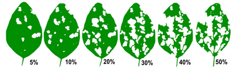 graphic showing soybean defoliation from 5% to 50%