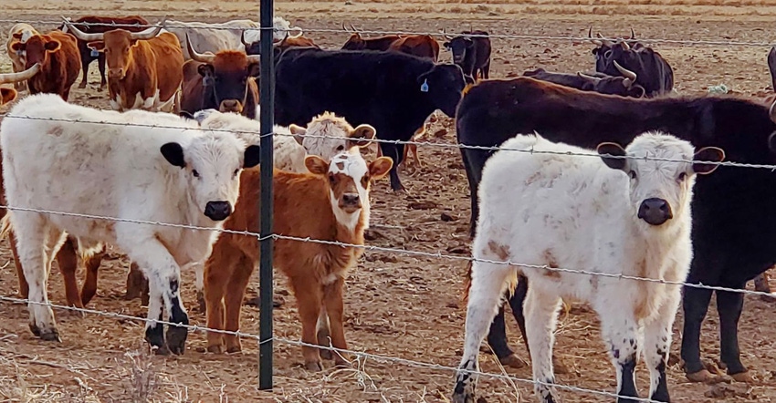 swfp-shelley-huguley-cattle-21-calves.jpg swfp-shelley-huguley-cattle-21-calves.jpg