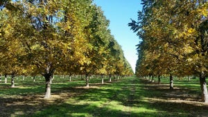 jake-montz-pecan-orchard-fall.jpg