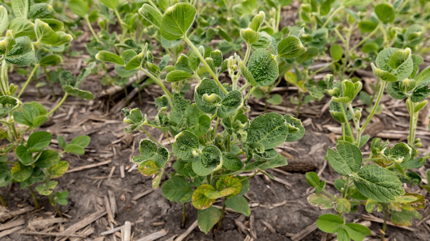 soybean field with cuppling, leaf blistering from dicamba